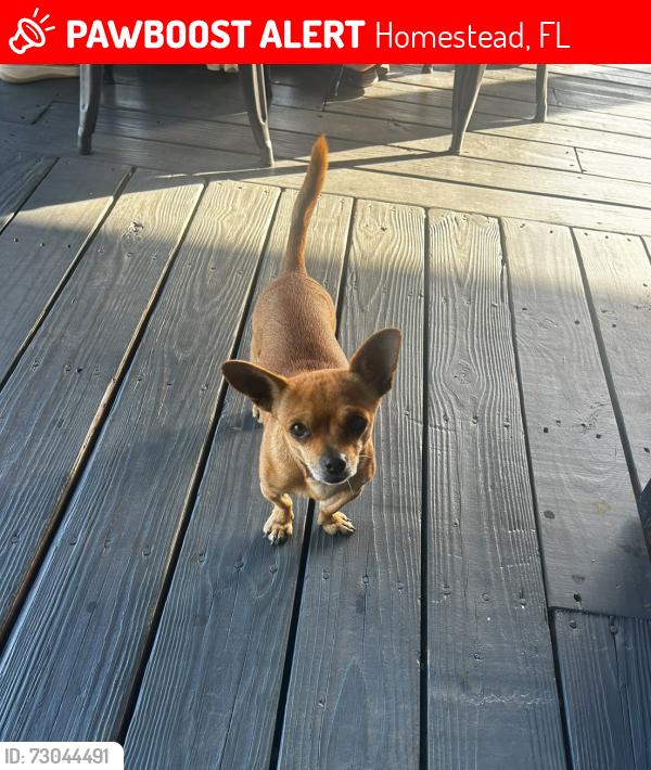 Lost Male Dog last seen Sw 248th st, Homestead, FL 33032