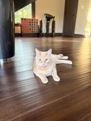 Found/Stray Unknown Cat last seen Bogie rd Duluth ga, Gwinnett County, GA 30096