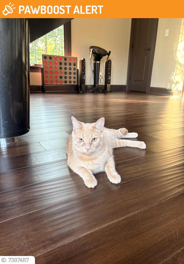 Found/Stray Unknown Cat last seen Bogie rd Duluth ga, Gwinnett County, GA 30096