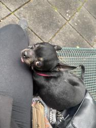 Lost Male Dog last seen Mount Oliver , Mount Oliver, PA 15210