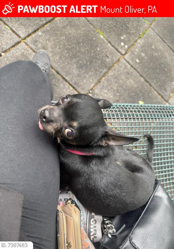 Lost Male Dog last seen Mount Oliver , Mount Oliver, PA 15210