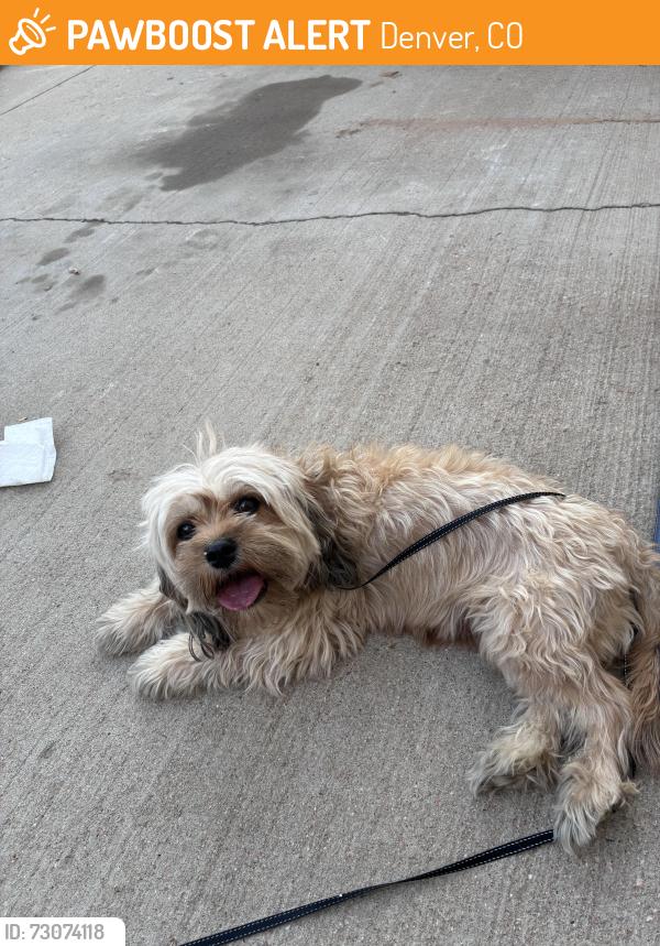Found/Stray Unknown Dog last seen Maxwell Pl -Falcon park, Denver, CO 80239