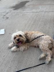 Found/Stray Unknown Dog last seen Maxwell Pl -Falcon park, Denver, CO 80239