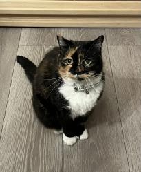 Reunited Female Cat last seen Route 35 South, Lavallette, NJ 08735