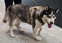 Shelter Stray Male Dog last seen , 3201 Lacy St, Los Angeles, CA 90031, USA