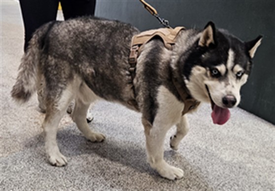 Shelter Stray Male Dog last seen , 3201 Lacy St, Los Angeles, CA 90031, USA
