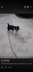 Lost Male Dog last seen Near SENECA VICTORVILLE, Victorville, CA 92307