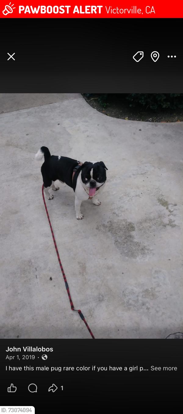 Lost Male Dog last seen Near SENECA VICTORVILLE, Victorville, CA 92307