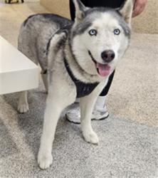 Shelter Stray Male Dog last seen , 3201 Lacy St, Los Angeles, CA 90031, USA