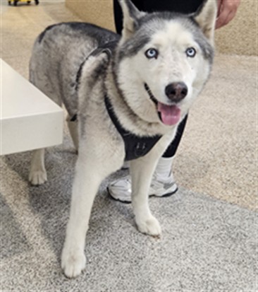 Shelter Stray Male Dog last seen , 3201 Lacy St, Los Angeles, CA 90031, USA