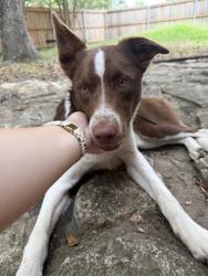 Found/Stray Female Dog last seen Bandera Rd., Helotes, TX 78023