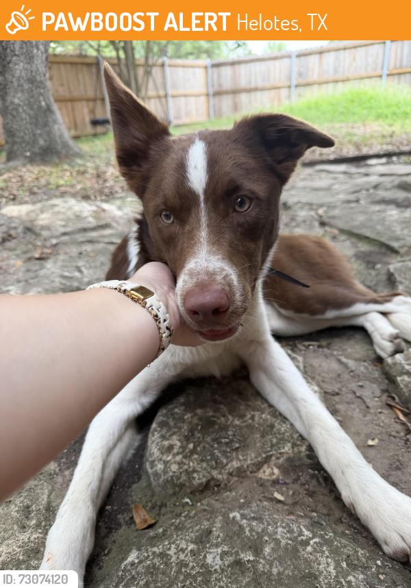 Found/Stray Female Dog last seen Bandera Rd., Helotes, TX 78023