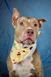 Shelter Stray Female Dog last seen Near BLOCK RAY ST, BAKERSFIELD CA 93308, 3951 Fruitvale Ave, Bakersfield, CA 93308, USA