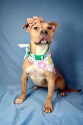Shelter Stray Female Dog last seen Near CHINA GRADE LOOP, BAKERSFIELD CA 93308, 3951 Fruitvale Ave, Bakersfield, CA 93308, USA