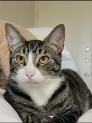 Reunited Male Cat last seen Jumping hills, morning crescent, dusty daylight, Henderson, NV 89052