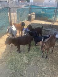 Shelter Stray Unknown Livestock last seen Near BLOCK HERITAGE WAY, CALIENTE CA 93518, 3951 Fruitvale Ave, Bakersfield, CA 93308, USA