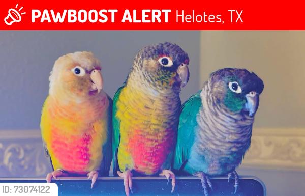 Lost Male Bird last seen Roycroft & Moonlit Glade, Helotes, TX 78023