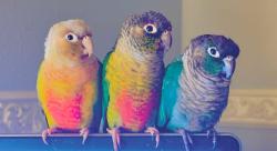 Lost Male Bird last seen Roycroft & Moonlit Glade, Helotes, TX 78023