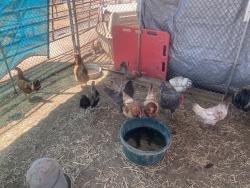 Shelter Stray Female Bird last seen Near BLOCK HERITAGE WAY, CALIENTE CA 93518, 3951 Fruitvale Ave, Bakersfield, CA 93308, USA