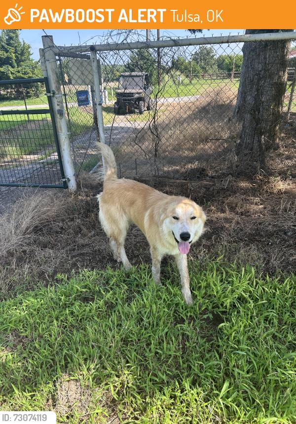 Found/Stray Male Dog last seen The old Mikes feed store ….water tower road, Tulsa, OK 74126