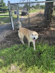 Found/Stray Male Dog last seen The old Mikes feed store ….water tower road, Tulsa, OK 74126