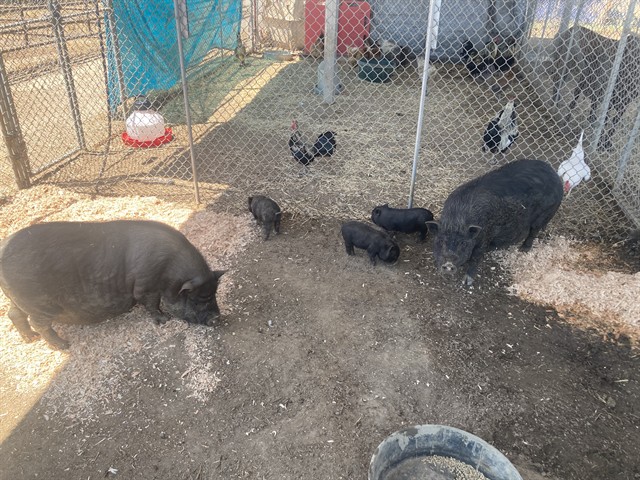Shelter Stray Female Livestock last seen Near BLOCK HERITAGE WAY, CALIENTE CA 93518, 3951 Fruitvale Ave, Bakersfield, CA 93308, USA