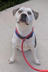 Shelter Stray Male Dog last seen Near BLOCK W SR 84, DAVIE,FL 33312, 2400 SW 42nd St, Fort Lauderdale, FL 33312, USA