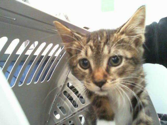 Shelter Stray Male Cat last seen CHARLOTTE, 8315 Byrum Dr, Charlotte, NC 28217, USA