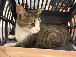 Shelter Stray Female Cat last seen CHARLOTTE, 8315 Byrum Dr, Charlotte, NC 28217, USA