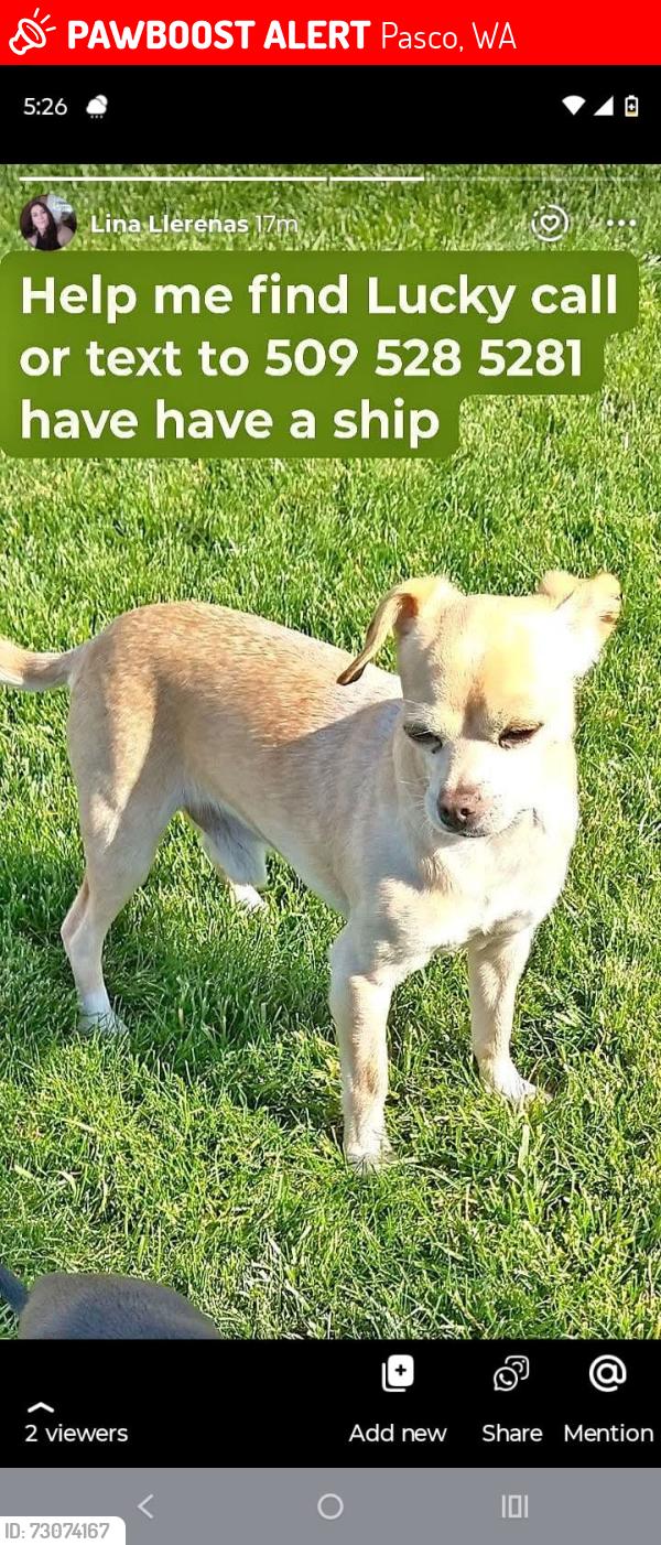 Lost Male Dog last seen Chapel hill, Pasco, WA 99301