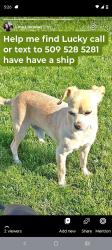 Lost Male Dog last seen Chapel hill, Pasco, WA 99301
