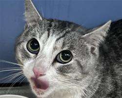 Shelter Stray Male Cat last seen CRESTVIEW AVE AND GILBERT, 333 Chandler Pl, San Bernardino, CA 92408, USA