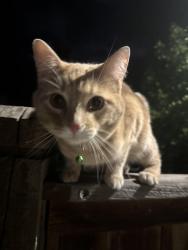 Lost Male Cat last seen Fort Union, Cottonwood Heights, UT 84121