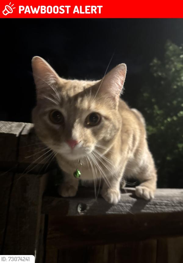 Lost Male Cat last seen Fort Union, Cottonwood Heights, UT 84121