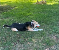 Reunited Female Dog last seen Northwood Drive, Concord, CA 94520