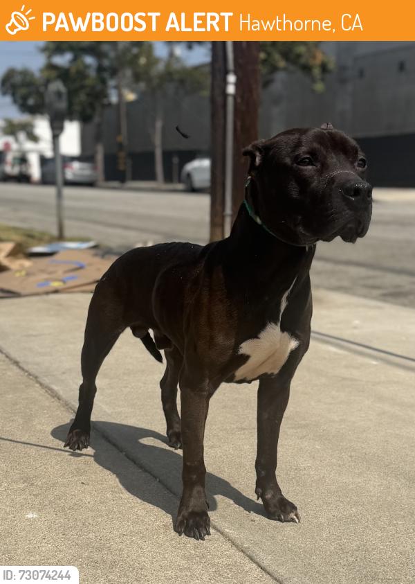 Found/Stray Male Dog last seen Hawthorne High School, Hawthorne, CA 90250