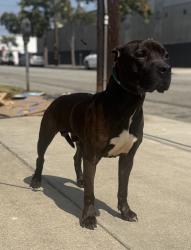Found/Stray Male Dog last seen Hawthorne High School, Hawthorne, CA 90250