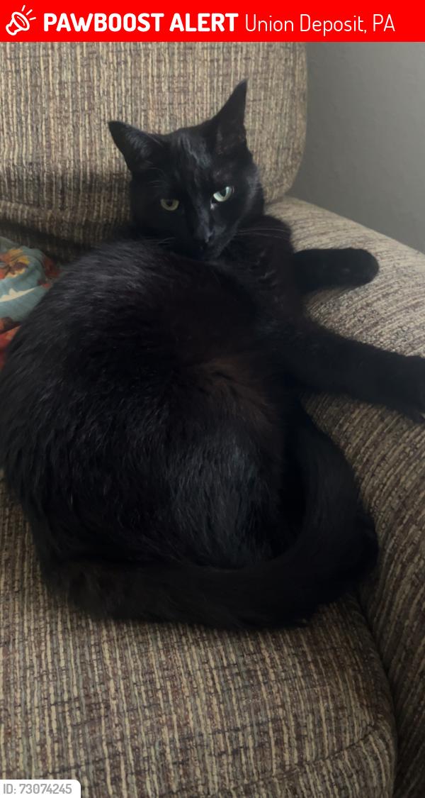 Lost Male Cat last seen Sheetz, Union Deposit, PA 17033