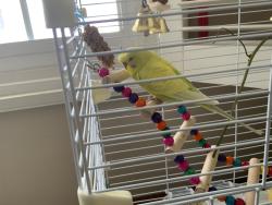 Lost Male Bird last seen W. Hillcrest Blvd. , W. Foothill Blvd., Monrovia, CA 91016