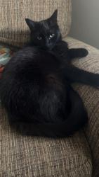 Lost Male Cat last seen Sheetz, Union Deposit, PA 17033