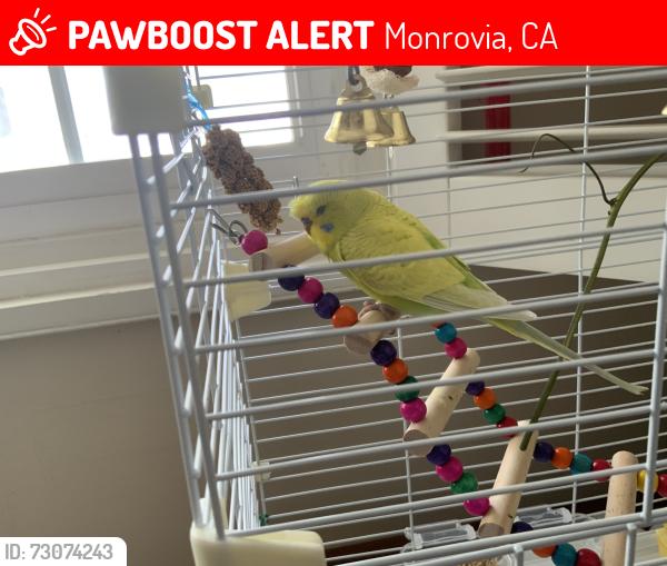 Lost Male Bird last seen W. Hillcrest Blvd. , W. Foothill Blvd., Monrovia, CA 91016