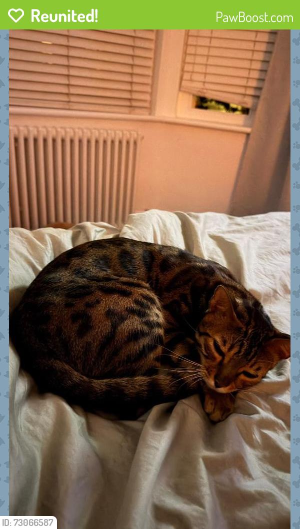 Reunited Male Cat last seen Chester Way, Kennington, London, Greater London, England SE11 4UR