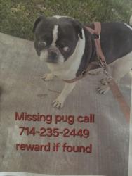 Lost Male Dog last seen Near SENECA RD VICTORVILLE CAL, Victorville, CA 92392