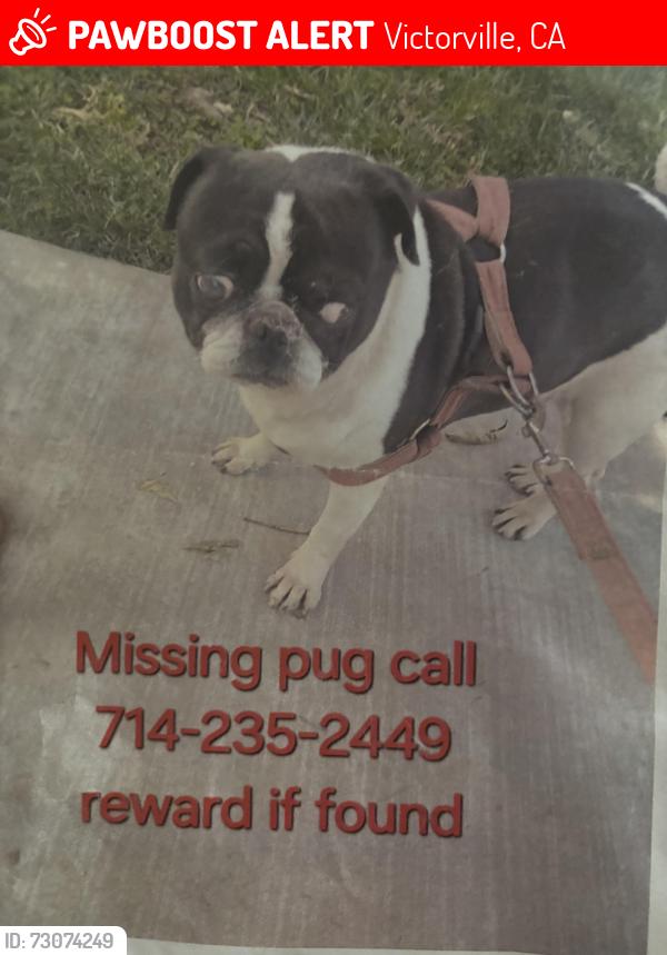 Lost Male Dog last seen Near SENECA RD VICTORVILLE CAL, Victorville, CA 92392