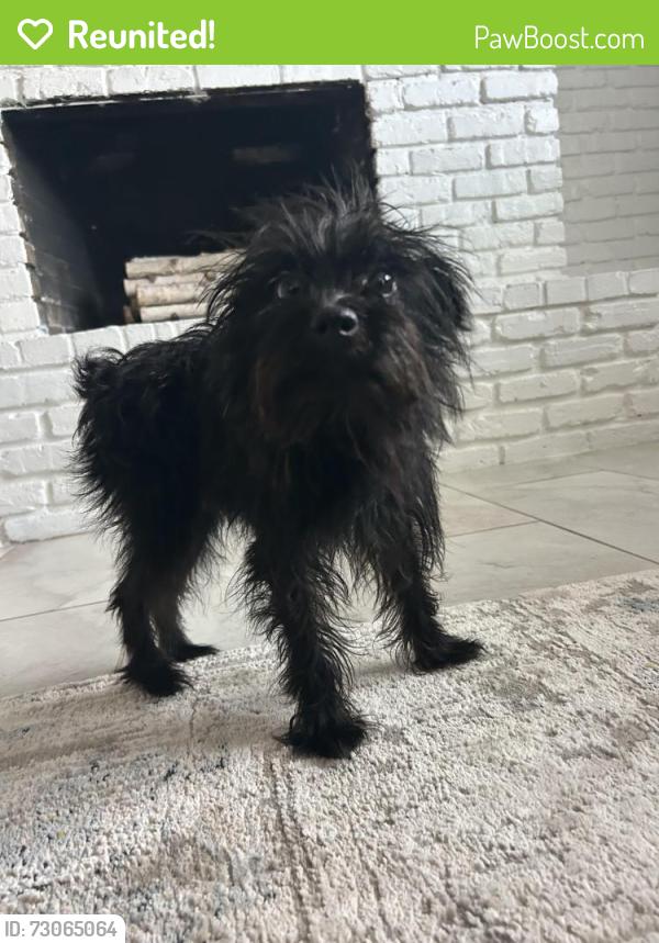 Reunited Female Dog last seen South Conway near the 408 ramp. In between Jamerson Place and Haylock Drive, Orlando, FL 32812