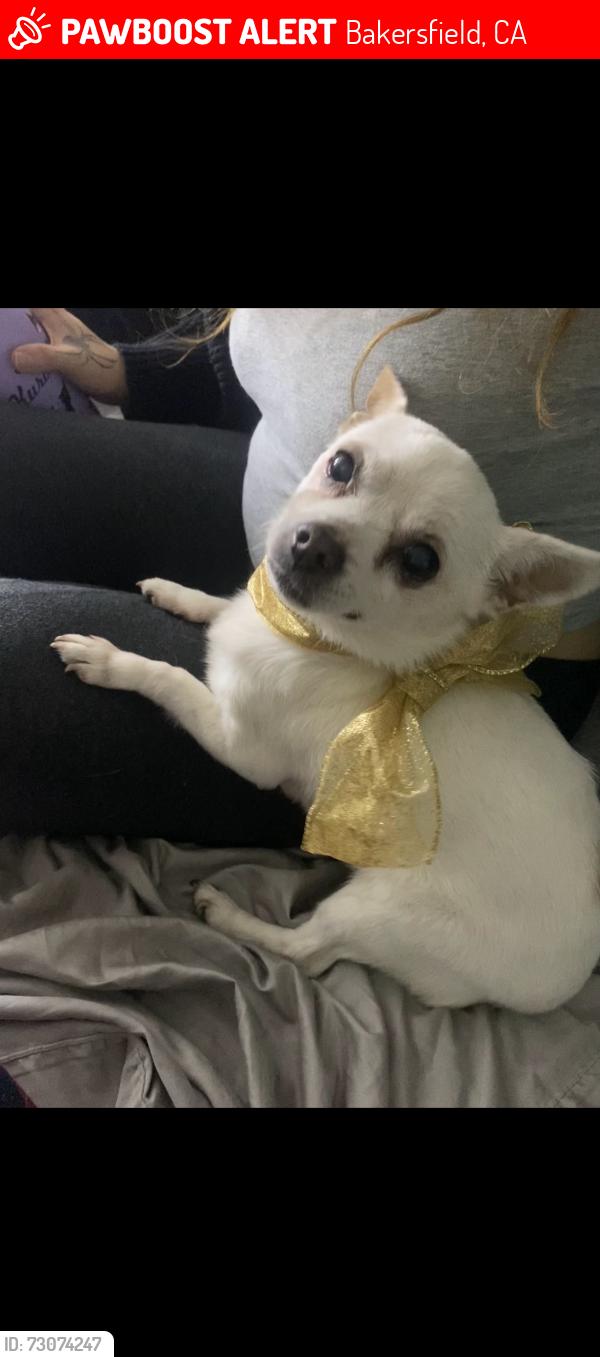 Lost Female Dog last seen College ave 93306, Bakersfield, CA 93306