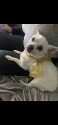 Lost Female Dog last seen College ave 93306, Bakersfield, CA 93306