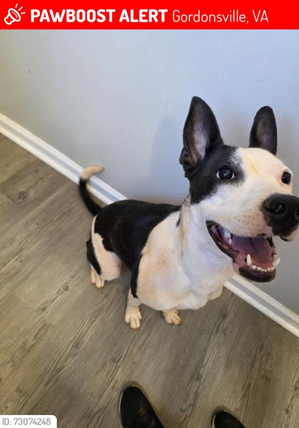Lost Female Dog last seen Downtown Gordonsville , Gordonsville, VA 22942