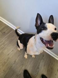 Lost Female Dog last seen Downtown Gordonsville , Gordonsville, VA 22942
