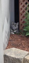 Found/Stray Female Cat last seen Eastshore Rd, Pasadena, MD 21122